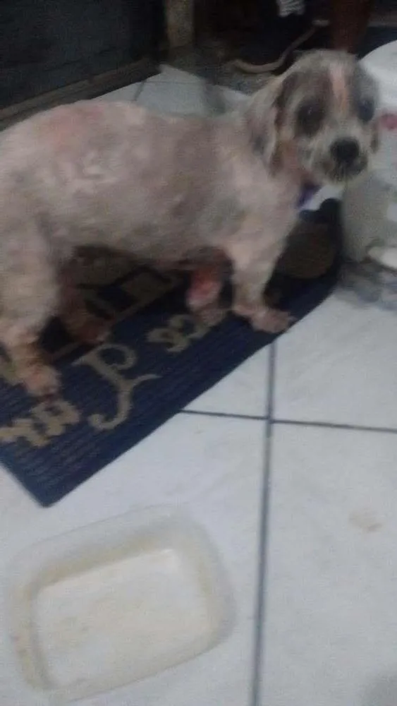 Cachorro ra a Lhasa apso idade 6 ou mais anos nome Sofia