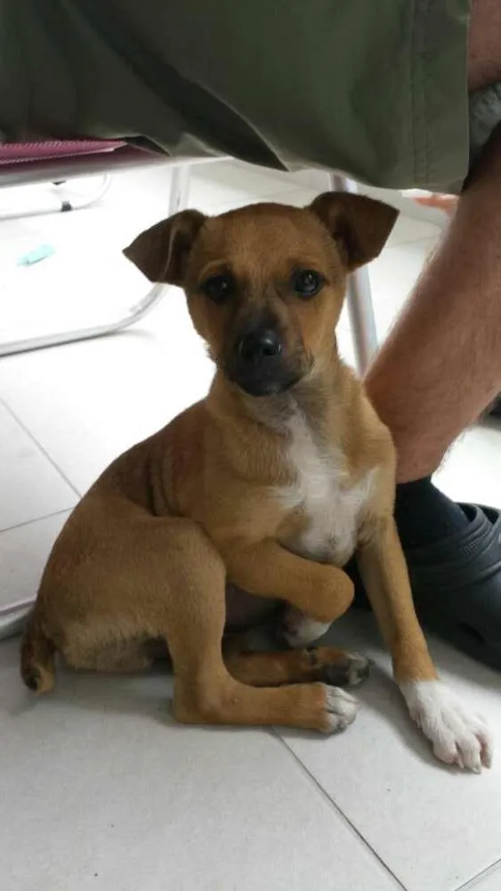 Cachorro raça SRD idade 2 anos nome nino