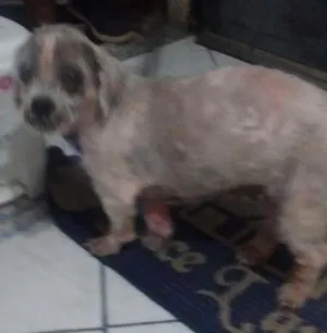 Cachorro raça Lhasa apso idade 6 ou mais anos nome Sofia