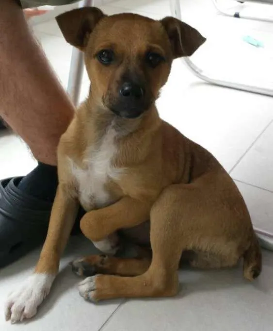 Cachorro raça SRD idade 2 anos nome nino