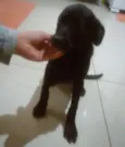 Blade