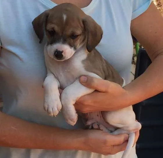 Cachorro ra a SRD idade 2 a 6 meses nome Pepe