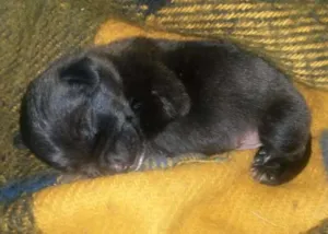 Cachorro raça Vira lata idade Abaixo de 2 meses nome Hulk