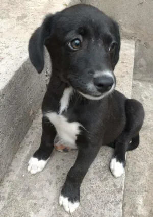 Cachorro raça srd idade 2 a 6 meses nome sem nome