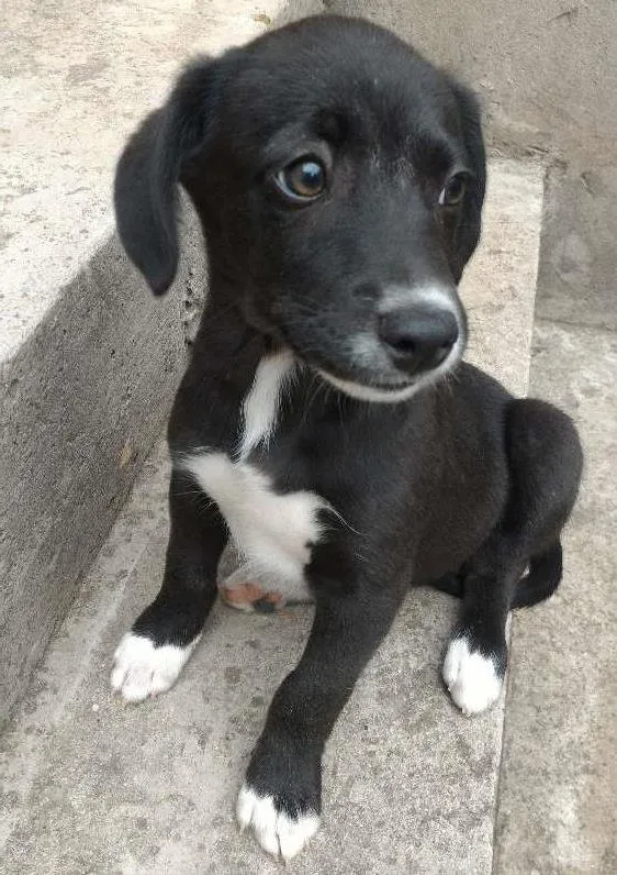 Cachorro ra a srd idade 2 a 6 meses nome sem nome