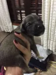 Lola, Sara e Maya