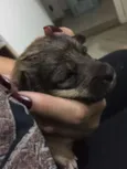 Lola, Sara e Maya