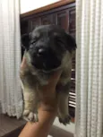 Lola, Sara e Maya