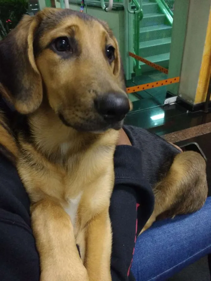 Cachorro ra a Pastor alemão misturado  idade 2 a 6 meses nome Bob