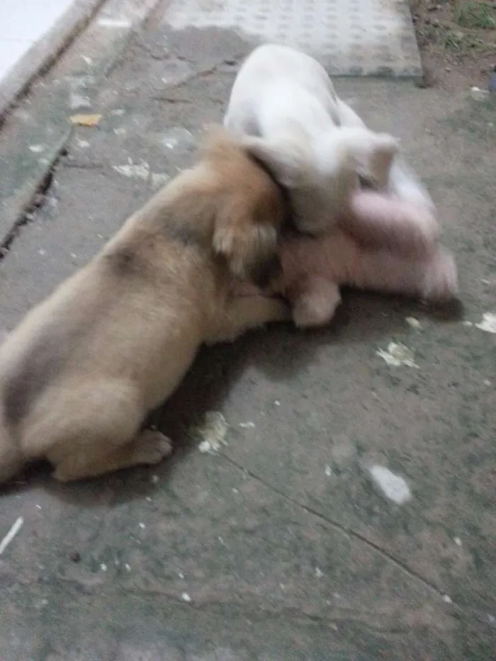 Cachorro ra a Não definida idade Abaixo de 2 meses nome Tina e Xuxa
