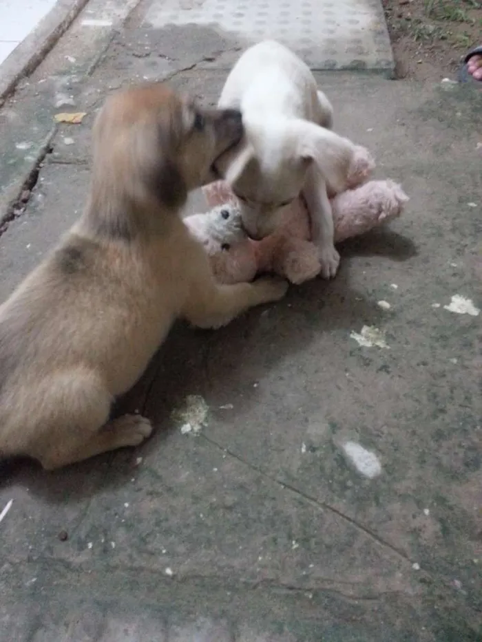 Cachorro ra a Não definida idade Abaixo de 2 meses nome Tina e Xuxa
