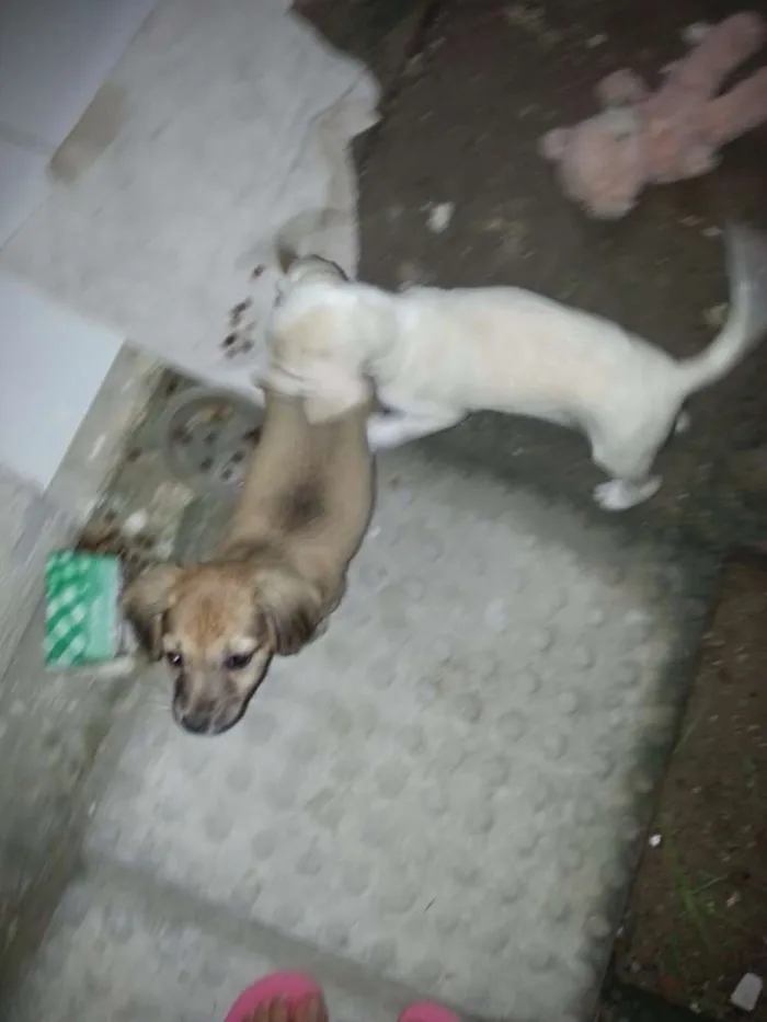 Cachorro ra a Não definida idade Abaixo de 2 meses nome Tina e Xuxa