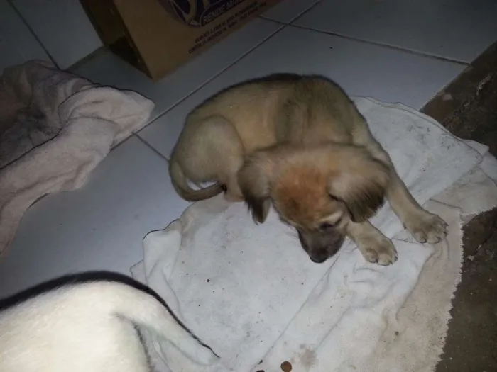 Cachorro ra a Não definida idade Abaixo de 2 meses nome Tina e Xuxa