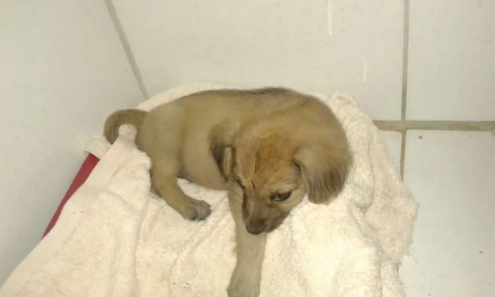 Cachorro ra a Não definida idade Abaixo de 2 meses nome Tina e Xuxa