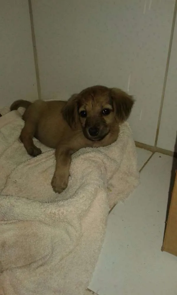 Cachorro ra a Não definida idade Abaixo de 2 meses nome Tina e Xuxa