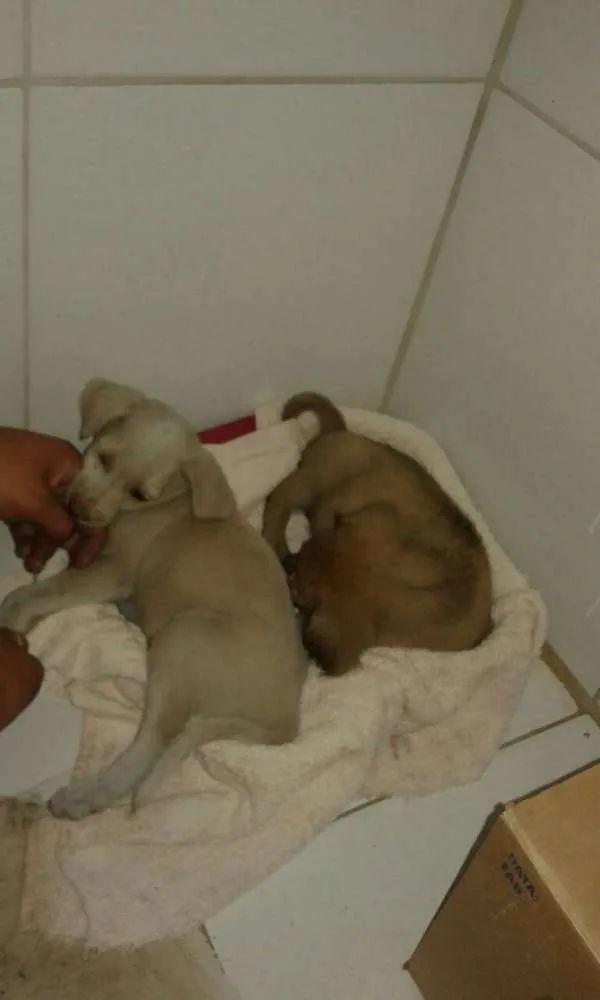 Cachorro ra a Não definida idade Abaixo de 2 meses nome Tina e Xuxa