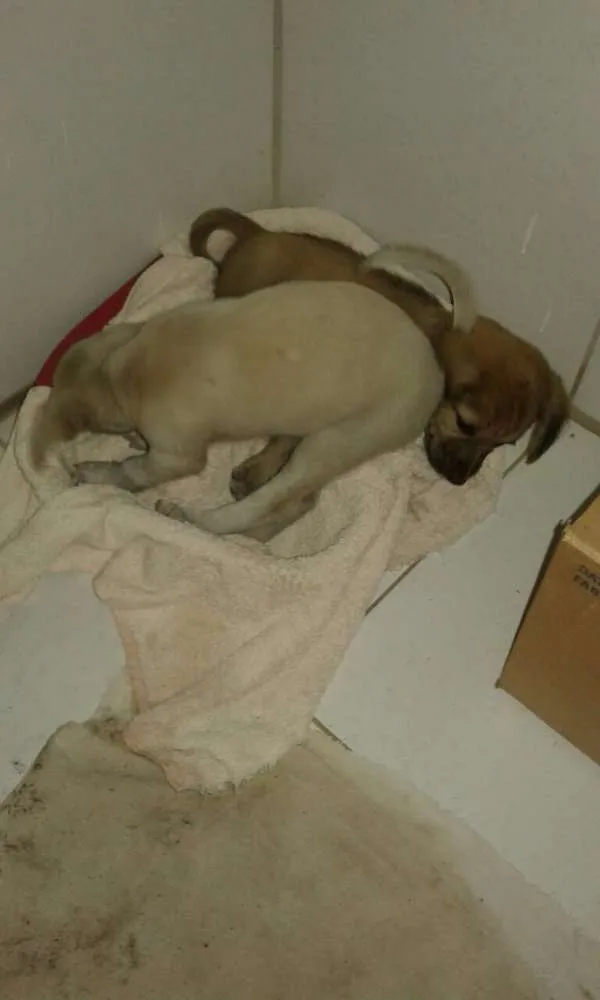 Cachorro ra a Não definida idade Abaixo de 2 meses nome Tina e Xuxa