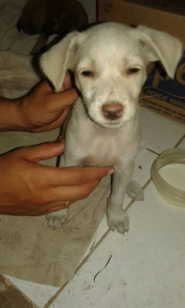 Cachorro ra a Não definida idade Abaixo de 2 meses nome Tina e Xuxa