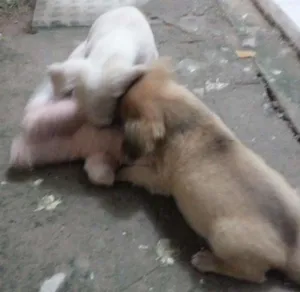 Cachorro raça Não definida idade Abaixo de 2 meses nome Tina e Xuxa
