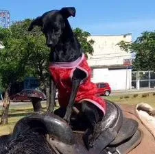 Cachorro raça SRD idade 6 ou mais anos nome Hulk Magrelo 