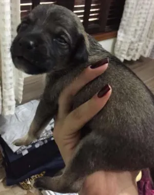 Cachorro raça Indefinida idade Abaixo de 2 meses nome Lola, Sara e Maya