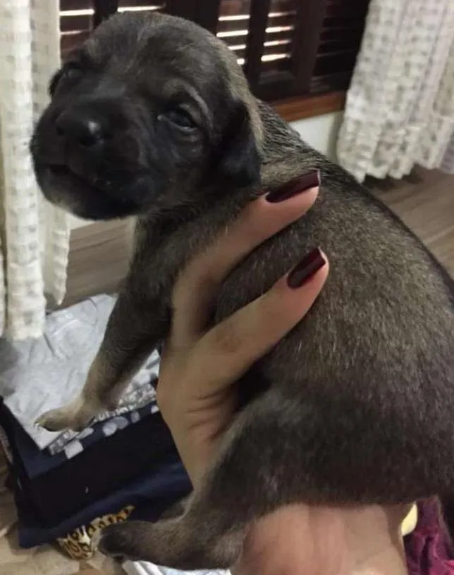 Cachorro ra a Indefinida idade Abaixo de 2 meses nome Lola, Sara e Maya