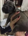 Lola, Sara e Maya