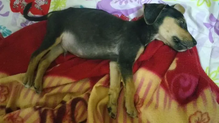 Cachorro raça Vira lata idade 7 a 11 meses nome Pileque