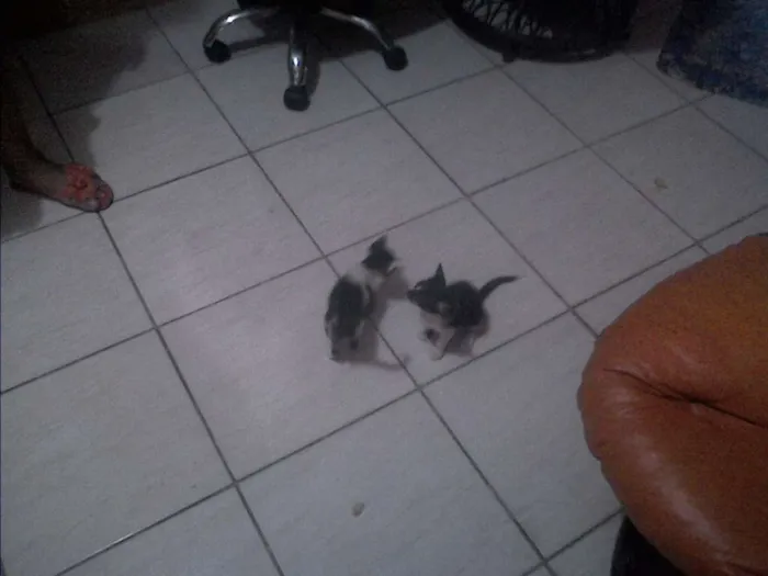 Gato ra a frajola idade 2 a 6 meses nome gatos
