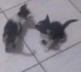gatos