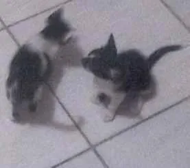 Gato raça frajola idade 2 a 6 meses nome gatos