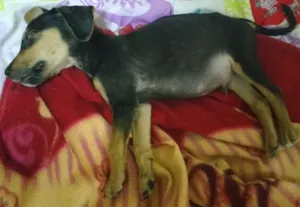 Cachorro raça Vira lata idade 7 a 11 meses nome Pileque