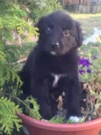 Mix PITT X LABRADOR
