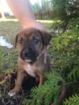 Mix PITT X LABRADOR