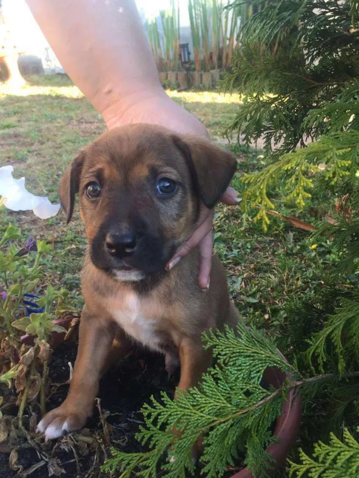 Cachorro ra a SRD idade 2 a 6 meses nome Mix PITT X LABRADOR