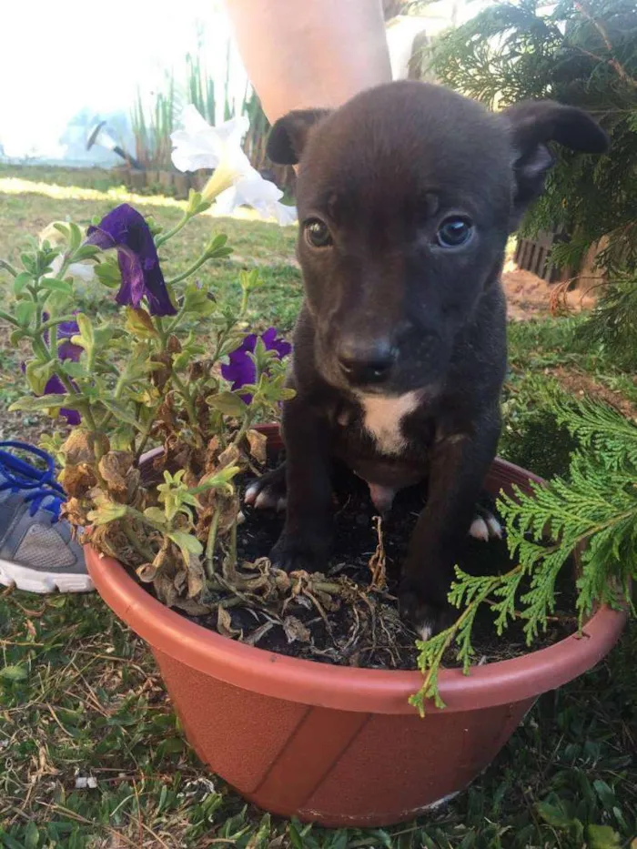 Cachorro ra a SRD idade 2 a 6 meses nome Mix PITT X LABRADOR