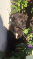 Mix PITT X LABRADOR