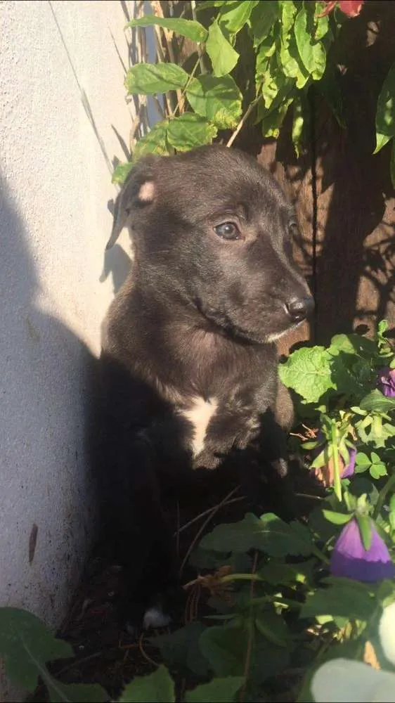 Cachorro ra a SRD idade 2 a 6 meses nome Mix PITT X LABRADOR