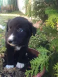 Mix PITT X LABRADOR