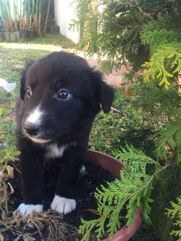 Cachorro ra a SRD idade 2 a 6 meses nome Mix PITT X LABRADOR
