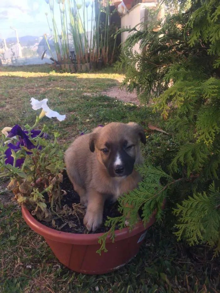 Cachorro ra a SRD idade 2 a 6 meses nome Mix PITT X LABRADOR