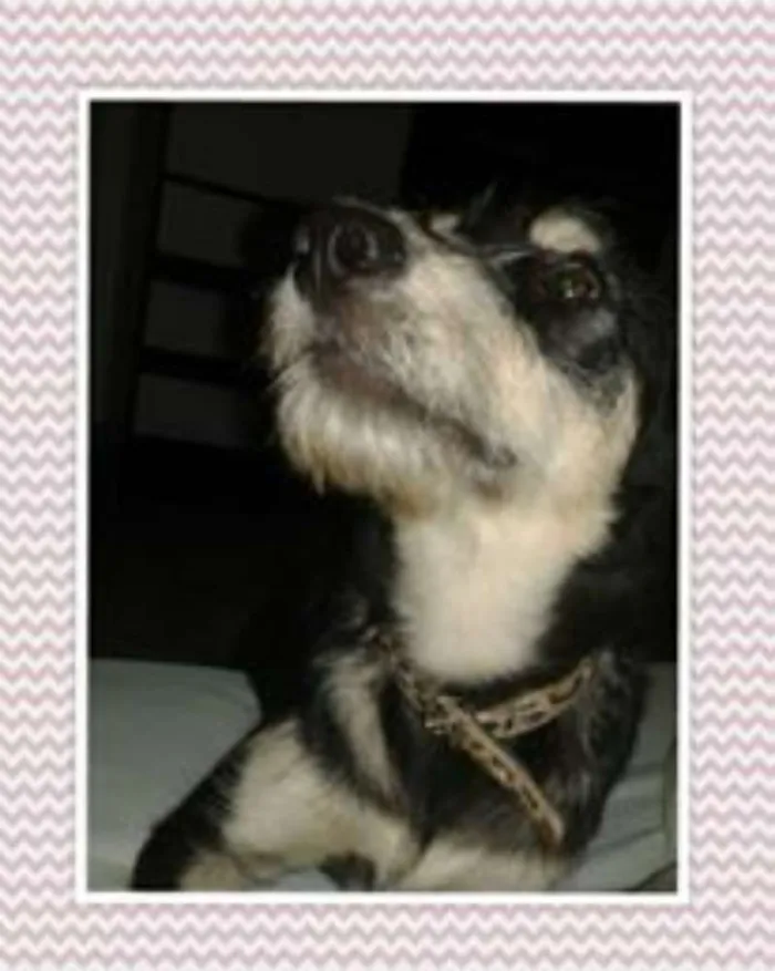 Cachorro ra a indefinida idade 2 anos nome malu