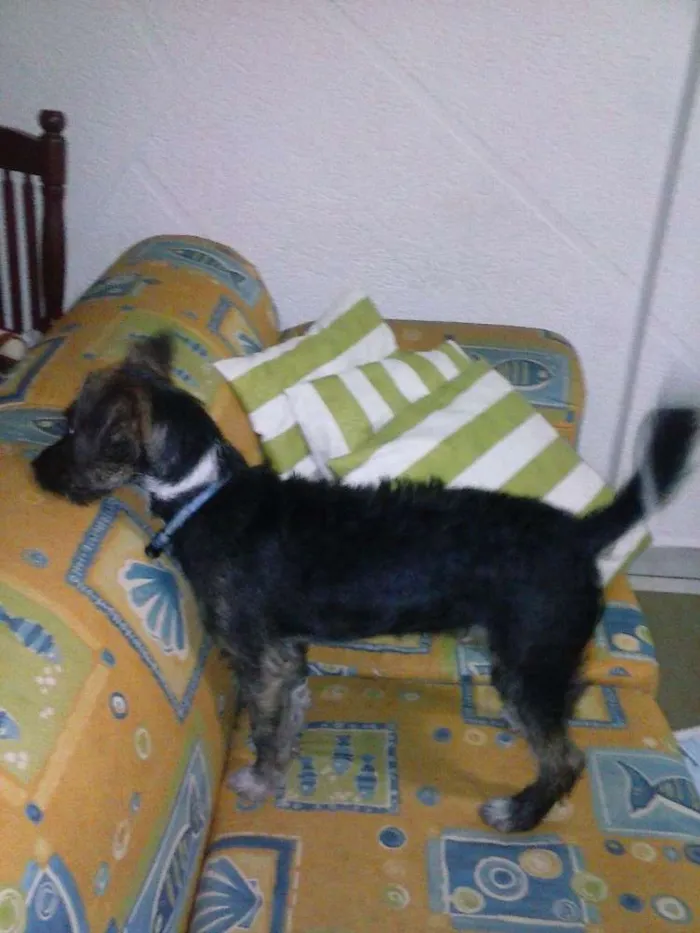 Cachorro ra a SRD idade 2 a 6 meses nome RAMOM