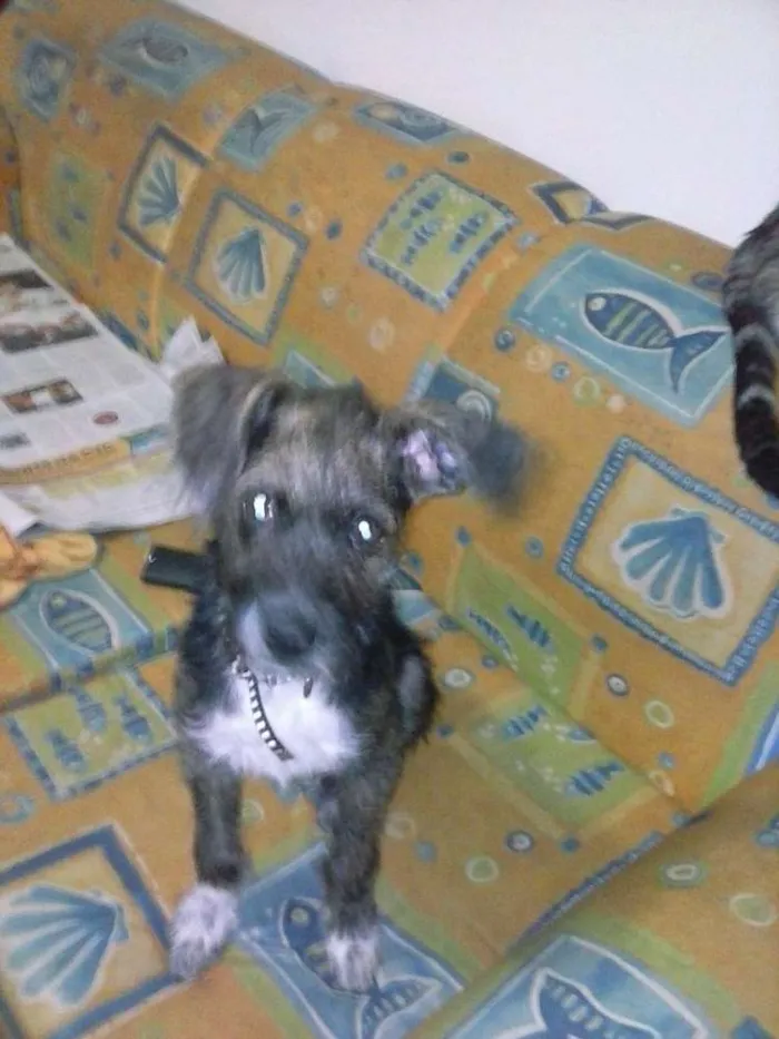 Cachorro ra a SRD idade 2 a 6 meses nome RAMOM