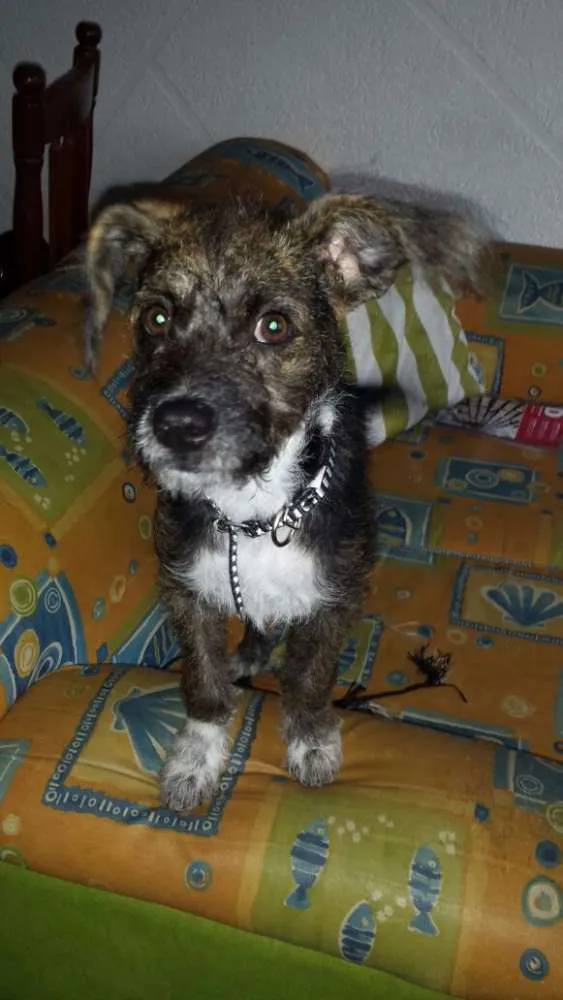Cachorro ra a SRD idade 2 a 6 meses nome RAMOM