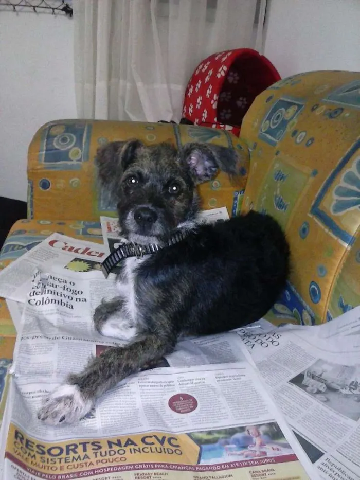 Cachorro ra a SRD idade 2 a 6 meses nome RAMOM