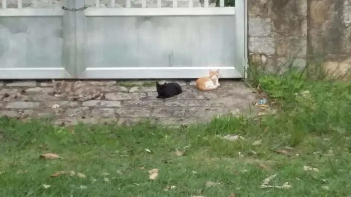 Gato ra a SRD idade 2 a 6 meses nome Petit, Luizinho e Bl