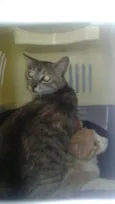 Petit, Luizinho e Bl