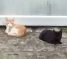 Gato raça SRD idade 2 a 6 meses nome Petit, Luizinho e Bl