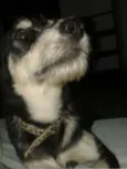 malu